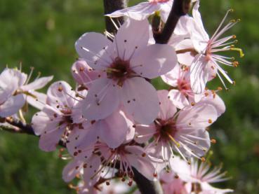 Prunus spinosa Rosea - Purpur-Schlehe, rosablühend