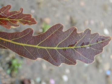 Traubeneiche, Blut-Traubeneiche - Quercus petraea Purpurea