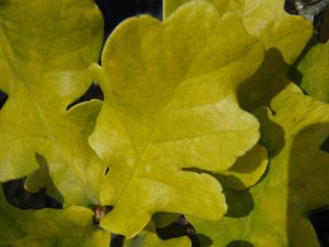Quercus robur Concordia - Gold- Eiche