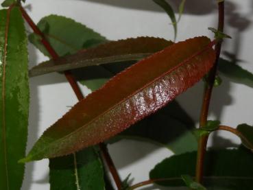 Salix americana x daphnoides - Amerika-Reifweide