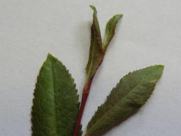 Arktische Weide - Salix arctica var. petraea
