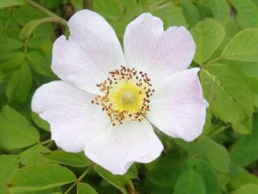 Rosa mollis - Weichblättrige Rose