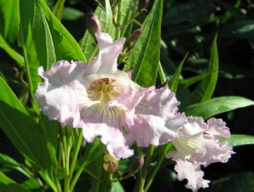 Chitalpa tashkentensis Pink Dawn - Schmalblättriger Trompetenbaum