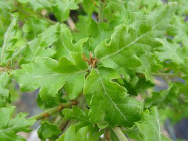 Quercus pubescens - Flaumeiche