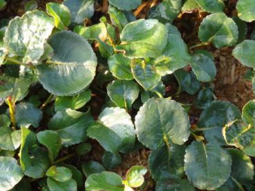 Salix herbacea - Kraut-Weide