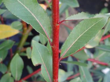 Reifweide Sinker - Salix daphnoides Sinker