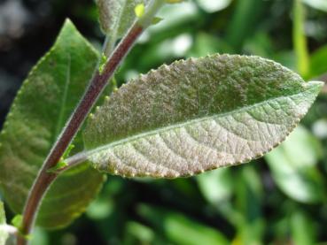 Salix hungarica - Ungarische Weide