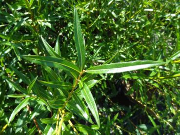 Salix mollissima var. hippophaefolia - Sanddornblättrige Weide