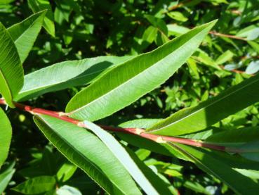 Aufrechte Drachenweide - Salix sachalinensis Kioryo