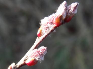 Felsenweide - Salix saxatilis