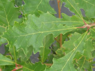 Klettenfrüchtige Eiche - Quercus macrocarpa