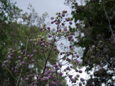 .Thalictrum rochebrunianum - Wiesenraute, Prächtige Wiesenraute