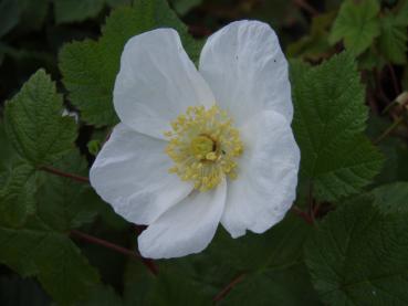 Rubus tridel Benenden - Zierbrombeere Benenden