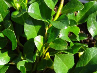 Salix retusa - Stumpfblättrige Weide