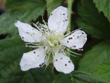 Kratzbeere - Rubus caesius