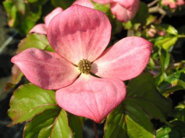 Roter Blumenhartriegel - Cornus kousa Satomi