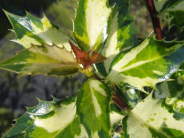 Ilex aquifolium White Cream - Stechpalme White Cream