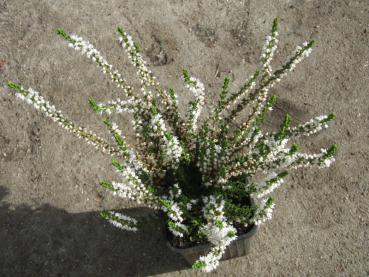 Sommerheide Hammondii - Calluna vulgaris Hammondii