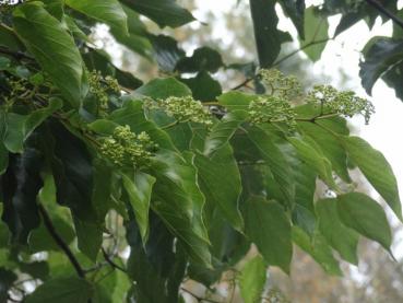 Hovenia dulcis - Rosinenbaum, Japanischer
