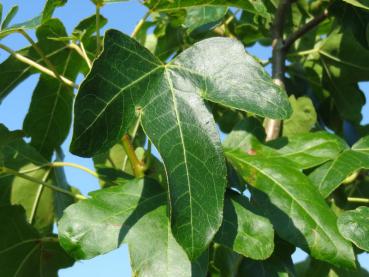 Amberbaum Rotundiloba - Liquidambar styraciflua Rotundiloba