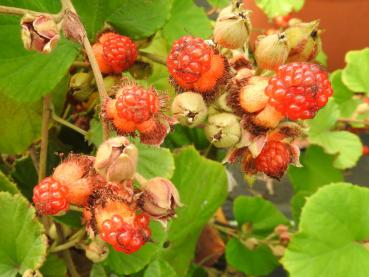 Rubus irenaeus - Hupeh-Himbeere