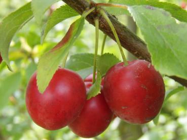 Prunus cerasifera Rote Mirabelle - Rote Mirabelle