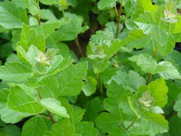 Essigbaum, Duftender - Rhus aromatica