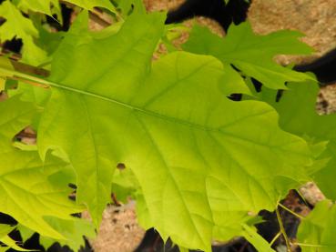 Quercus rubra Aurea - Gold-Roteiche