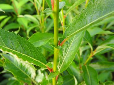 Salix glabra - Kahle Weide