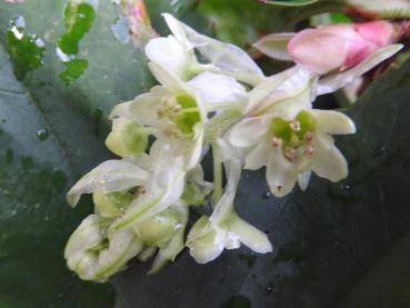 Lorbeerblättrige Johannisbeere - Ribes laurifolium