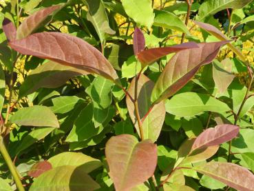Magnolia biondii - Biond's Magnolie