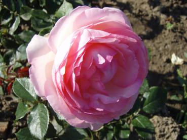 Pink Eden Rose ®