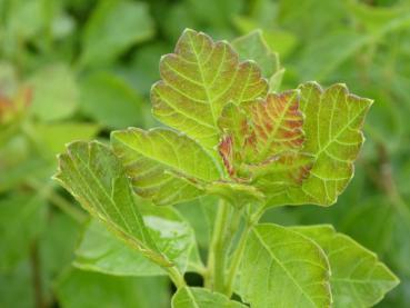 Essigbaum Grow Low - Rhus aromatica Grow Low