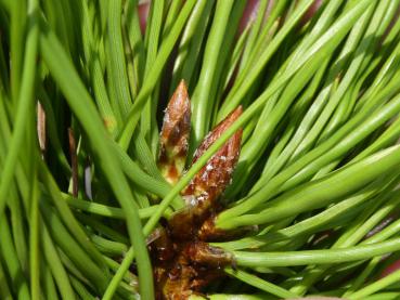 Pinus ponderosa - Gelb-Kiefer, Dreinadelige Kiefer