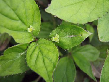 Helwingie, Japanische - Helwingia japonica