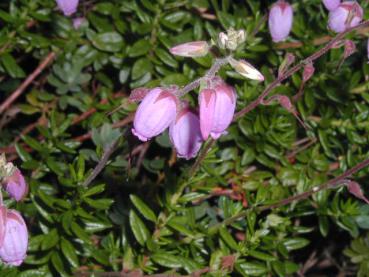 Daboecia cantabrica Purpurea - Irische Glockenheide rosa-lila
