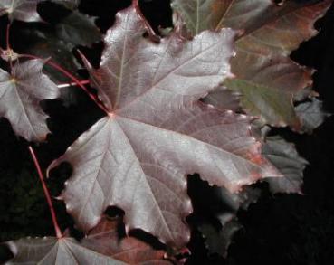 Blutahorn - Acer platanoides Faassens Black
