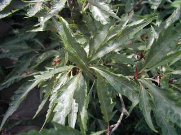 Farnblättrige Rotbuche - Fagus sylvatica Asplenifolia