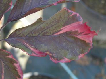 Harlequin-Rotbuche - Fagus sylvatica Purpurea Tricolor