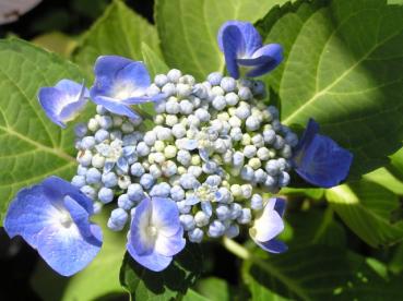 Hydrangea macrophylla Blaumeise - Bauernhortensie Blaumeise