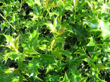 Stechpalme - Ilex aquifolium Alaska