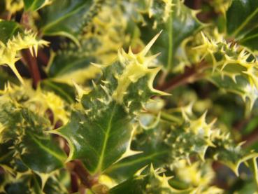 Ilex aquifolium Ferox Argentea - Gelbbunte Stechpalme