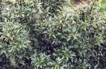Myrtenblättrige Stechpalme - Ilex aquifolium Myrtifolia