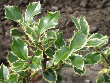Gelbbunte Stechpalme - Ilex aquifolium Rubricaulis Aurea
