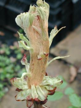 Aesculus hippocastanum Monstrosa - Monster-Kastanie