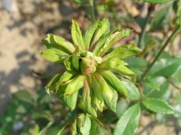 Rosa chinensis Viridiflora - Grüne Rose