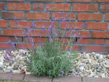 .Lavandula angustifolia - Echter Lavendel