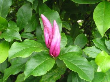 Magnolia liliiflora Susan - Purpur-Magnolie Susan