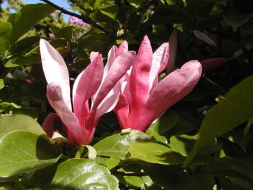 Purpur-Magnolie Ricki - Magnolia liliiflora Ricki