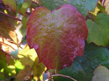 Parthenocissus tricuspidata Boskoop - Selbstklimmender Zier-Wein